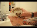 hedgehog