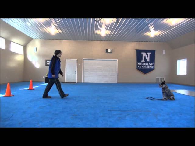 Blu'Bell (Australian Cattle Dog) Dog Training Video