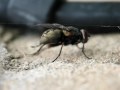 Diptera - Classification Overview Diptera - Classification Overview
