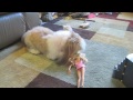 MADISON ATTACKS BARBIE! :)