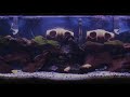 Malawi Cichlid Tank Compilation
