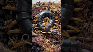 Scolopendra Dehaani Yellow Legs
