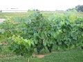 Video North Carolina Vineyard For Sale - Vineyard, Winery, and Land For Sale - VineSmart