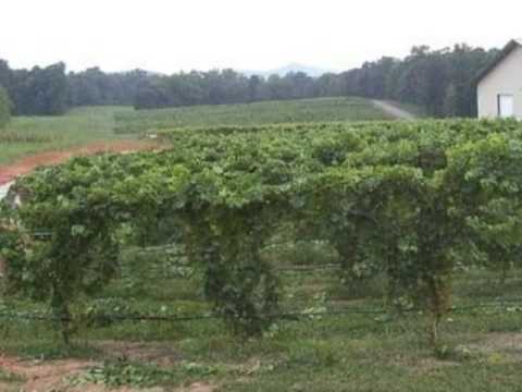 North Carolina Vineyard For Sale - Vineyard, Winery, and Land For Sale - VineSmart