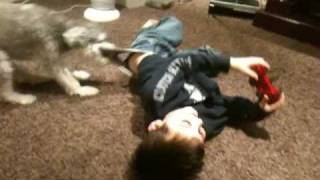 Puppy Wedgie