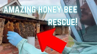 Every Bee Is Rescued The Perfect Honey Bee Removal From A Cavity Wall.