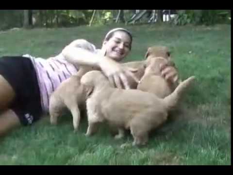 Golden Retriever Puppies!