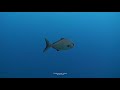 The Gif Of Life (El regalo de la vida) HD