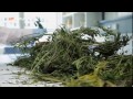 ZDFKultur - RAUSCHGIFT - Cannabis