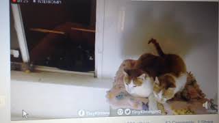 Tk Happy Forest Cats Chapel & Coridan Having A Conversation