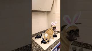 Bu Köpek Kafayı Yemiş.cayır Cayır Yanan Ocakta Arapça Şarkı Dans Ediyor.