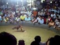 image Sabung Ayam Ayam Aduan Thailand Trah Juara