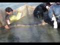 Netting woodslake, Domaine de Goncourt (Fr) to remove the small carp and catfish. These are the larger specimens that were put b