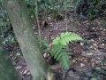 Pikat Ayam Hutan C5 images Pikat Ayam Hutan C5