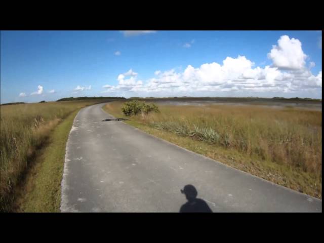 Log On Bike Path Is Not What It Seems - Video