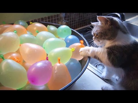 Try Not To Laugh Challenge - Funny Cat & Dog Vines compilation 2017