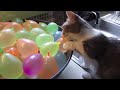Try Not To Laugh Challenge - Funny Cat & Dog Vines compilation 2017