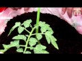 Transplanting tomato plants video with Thompson & Morgan.