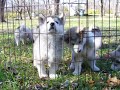 Ice Age Alaskan Malamutes