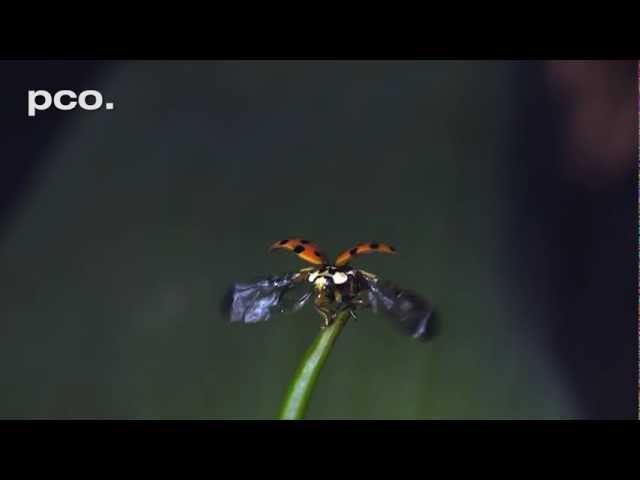 Ladybug Taking Off In Super Slow Motion - Video