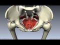 Pelvic Floor Part 1 - The Pelvic Diaphragm - 3D Anatomy Tutorial