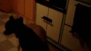 Watch Bjork Chihuahua video
