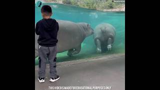 Why Do Hippos Spray Poop