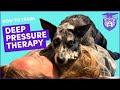 Train DEEP PRESSURE THERAPY (DPT): Service Dog Task for Anxiety, ADHD, ASD, PTSD & more