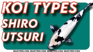 Koi Types SHIRO UTSURI