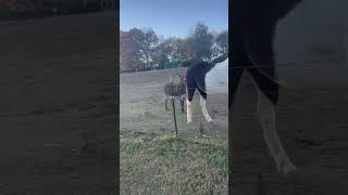 Donkey Greeting Us