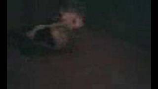 Staffie Pup Lola Da Loony