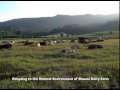 Holstein Milk Company - Mawai Dairy Farm