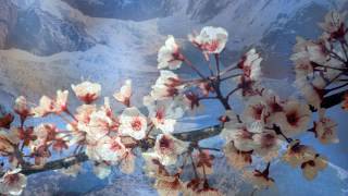 String Quartet 15 D-Moll 1783 Kv421 417B - Wolfgang Amadeus Mozart