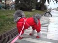 I: La sua nipotina pelosa