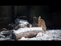 Tiger Cub Zoya Discovers Snow