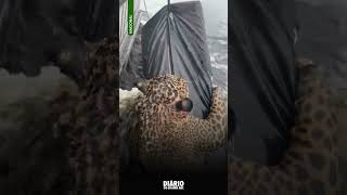 Onça-Pintada Exausta É Resgatada No Rio , Em Manaus