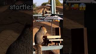 Distant Truck Sound Startles Squirrel