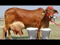 Biggest Udder Highly Milking Sahiwal Cows Breed of Pakistan and India