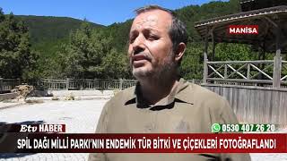 Spil Dağı Milli Parkının Endemik Tür Bitki Ve Çiçekleri Fotoğraflandı