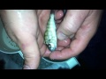 Stripping females of Gnathochromis pfefferi - PISCES