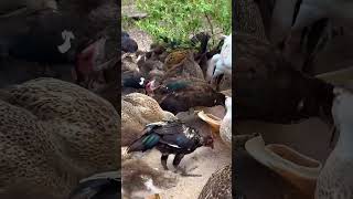 Feeding Geese And Ducks Part 11.