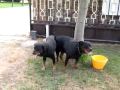Accoppiamento tra rottweilers