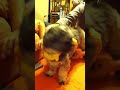 Funny dog Sasha and her monkey