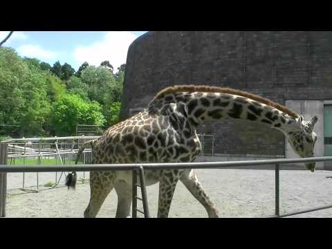 出産前日の様子~Giraffe that is pregnancy