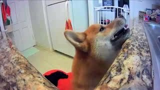 Owner-Obsessed Dog Flung Herself Out The Window When Left Alone Owner-Obsessed Dog Flung Herself Out The Window When Left Alone