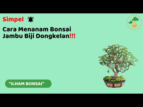 CARA MENANAM BONSAI JAMBU BIJI HASIL DONGKELAN DENGAN SIMPEL
