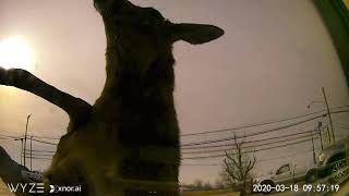 Deer Vs Car Guys