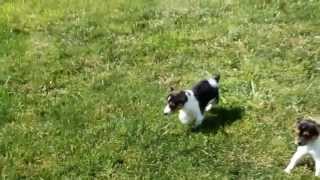 Toy Fox Terrier Puppies For Sale