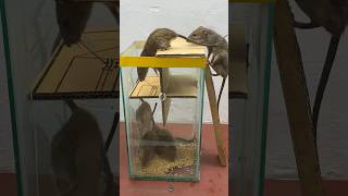 Ideas For Making Homemade Mouse Traps Using Cardboard #Rattrap #Rat #Mousetrap #Shorts