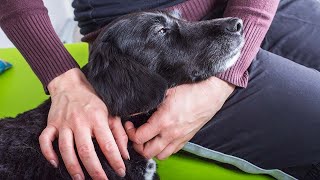 How To Make Your Dog A Therapy Dog A Brief Guide